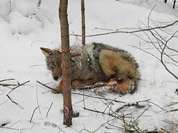 Getting Started Trapping: What do I need for equipment?